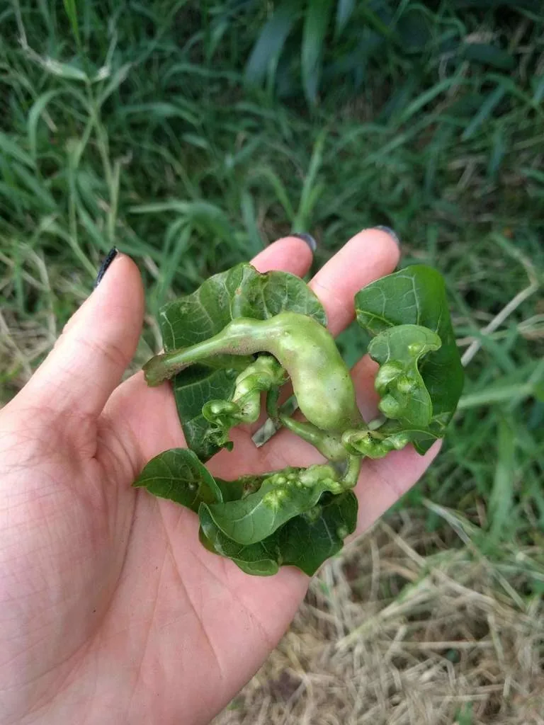 Coral tree shoot with swollen, twisted leaves and stems galled by the erythrina gall wasp, held in a hand