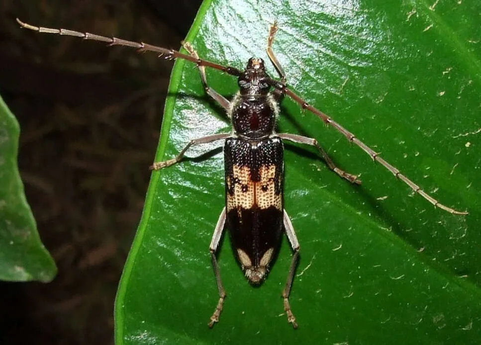 Eucalyptus longhorned borer beetle with very long antennae and dark brown wing covers crossed by a cream zigzag band, on a leaf