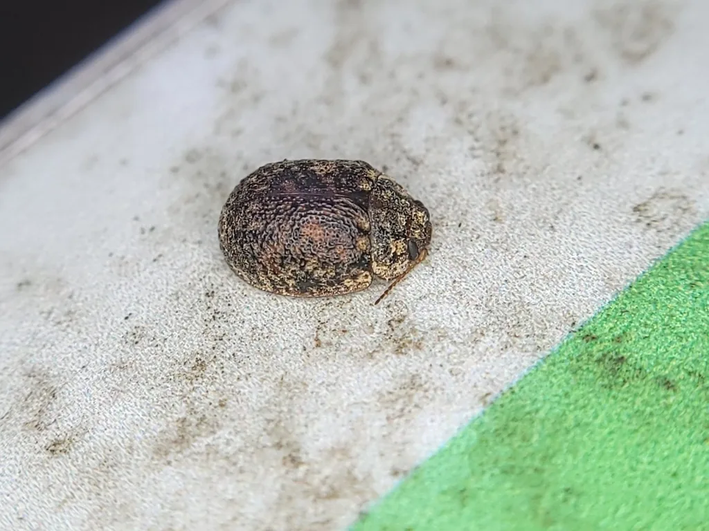 Eucalyptus tortoise beetle, a small round mottled brown beetle, on a pale surface