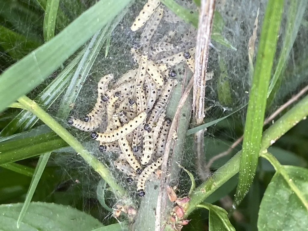 Euonymus caterpillars feeding in silk webbing on euonymus