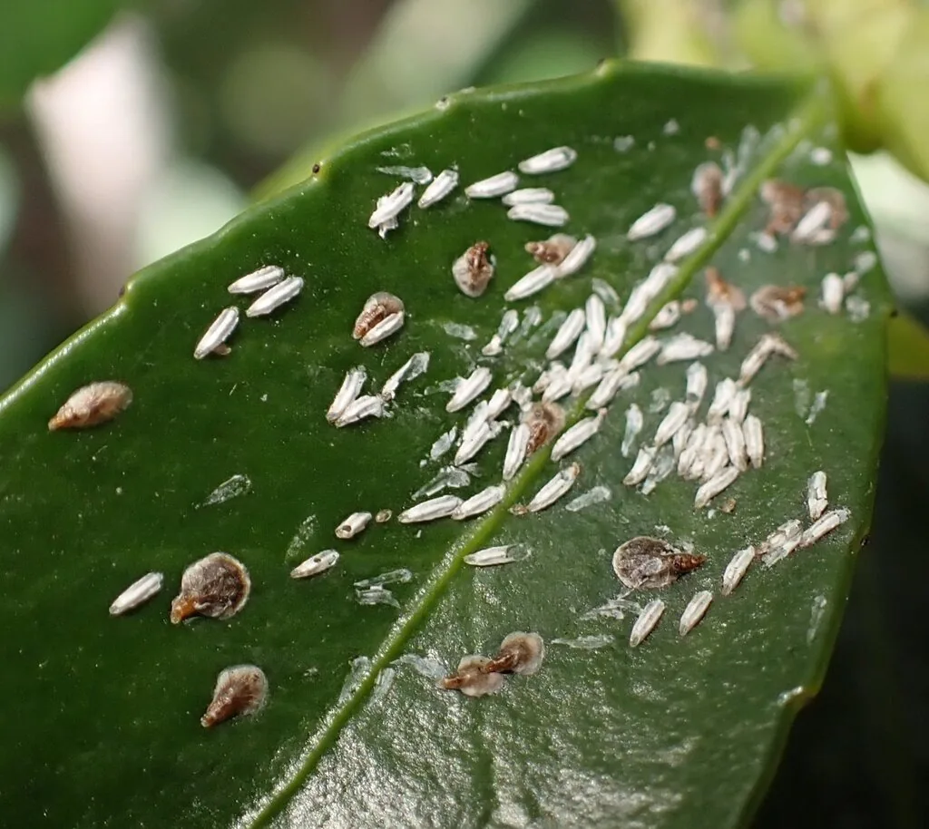 Euonymus leaf with many narrow white male euonymus scales and a few brown females