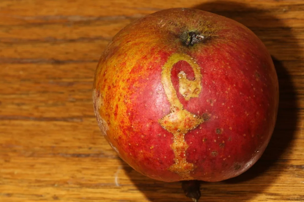 Red apple with a curving, ribbon-like scar left by a young European apple sawfly larva