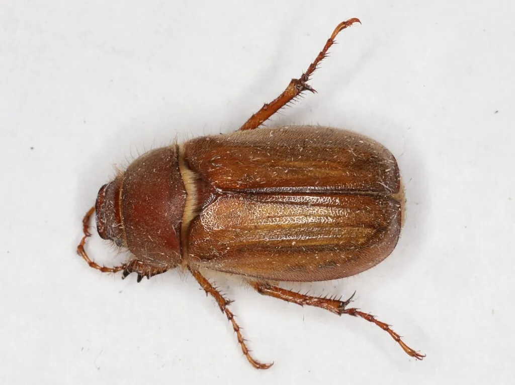 Adult European chafer, a reddish-tan scarab beetle about half an inch long with ridged wing covers, seen from above on white