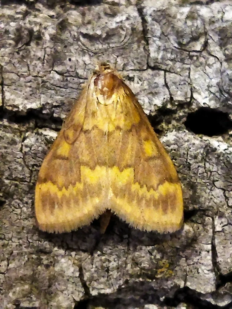European corn borer moth with yellow-brown wavy bands resting on tree bark