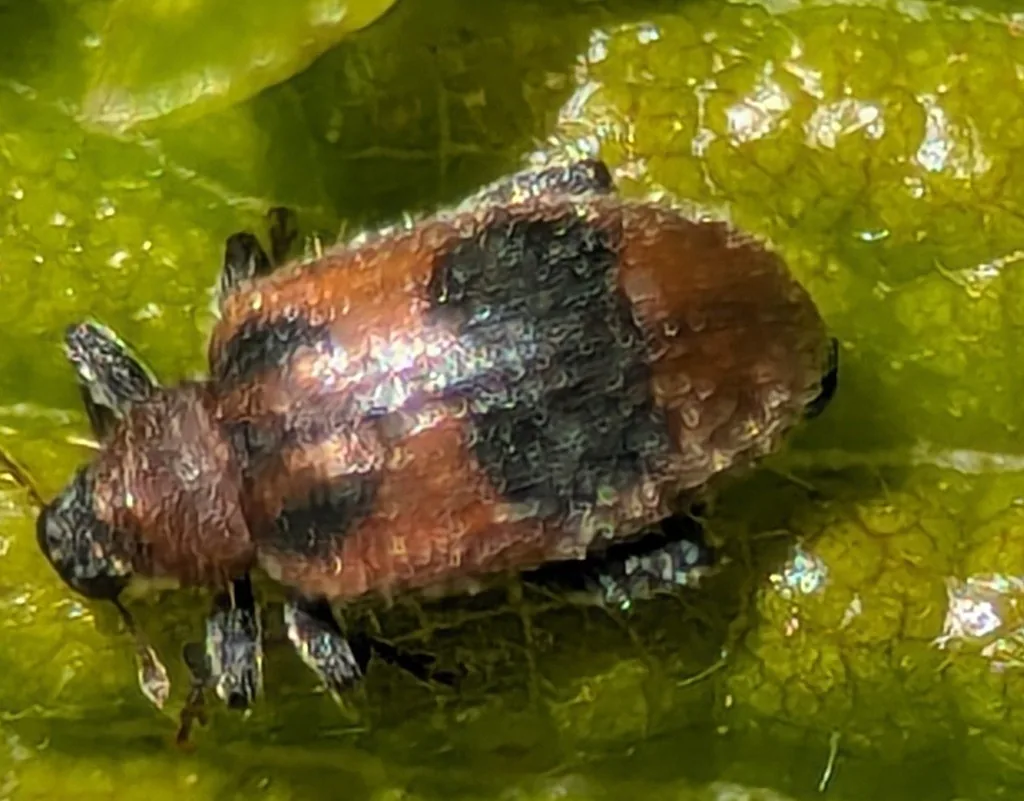 Reddish-brown European elm flea weevil with dark markings on an elm leaf