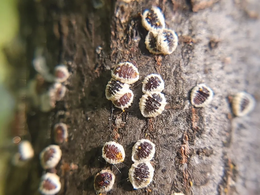Reddish-brown European elm scales ringed with white wax on an elm branch