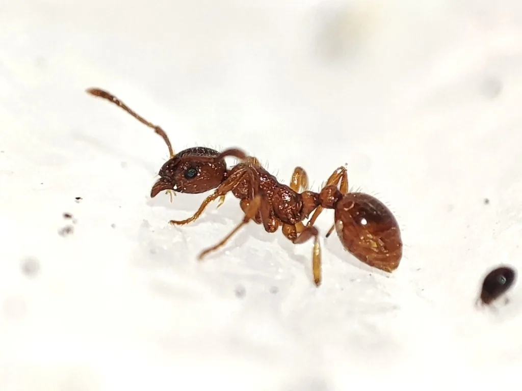 European fire ant worker, a small reddish-brown ant with a two-segmented waist, on a white surface