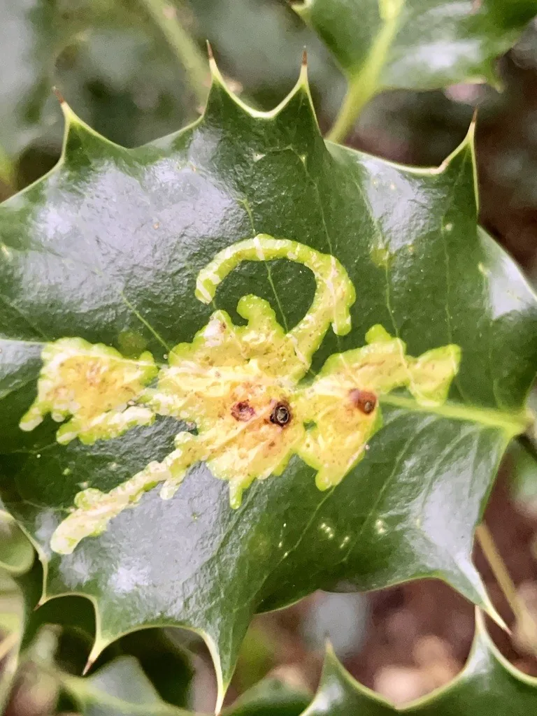 Holly leaf with blotch mines made by holly leafminer larvae