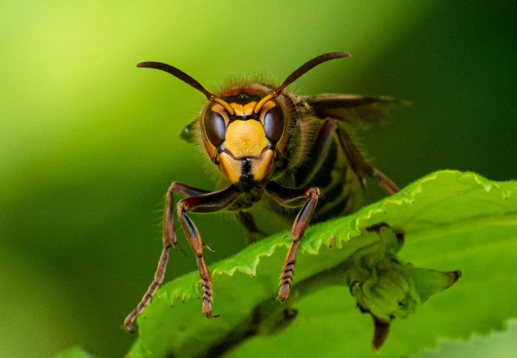 European hornet resting on a green leaf, face-on, showing its yellow face, reddish-brown head and legs, and yellow-banded abdomen