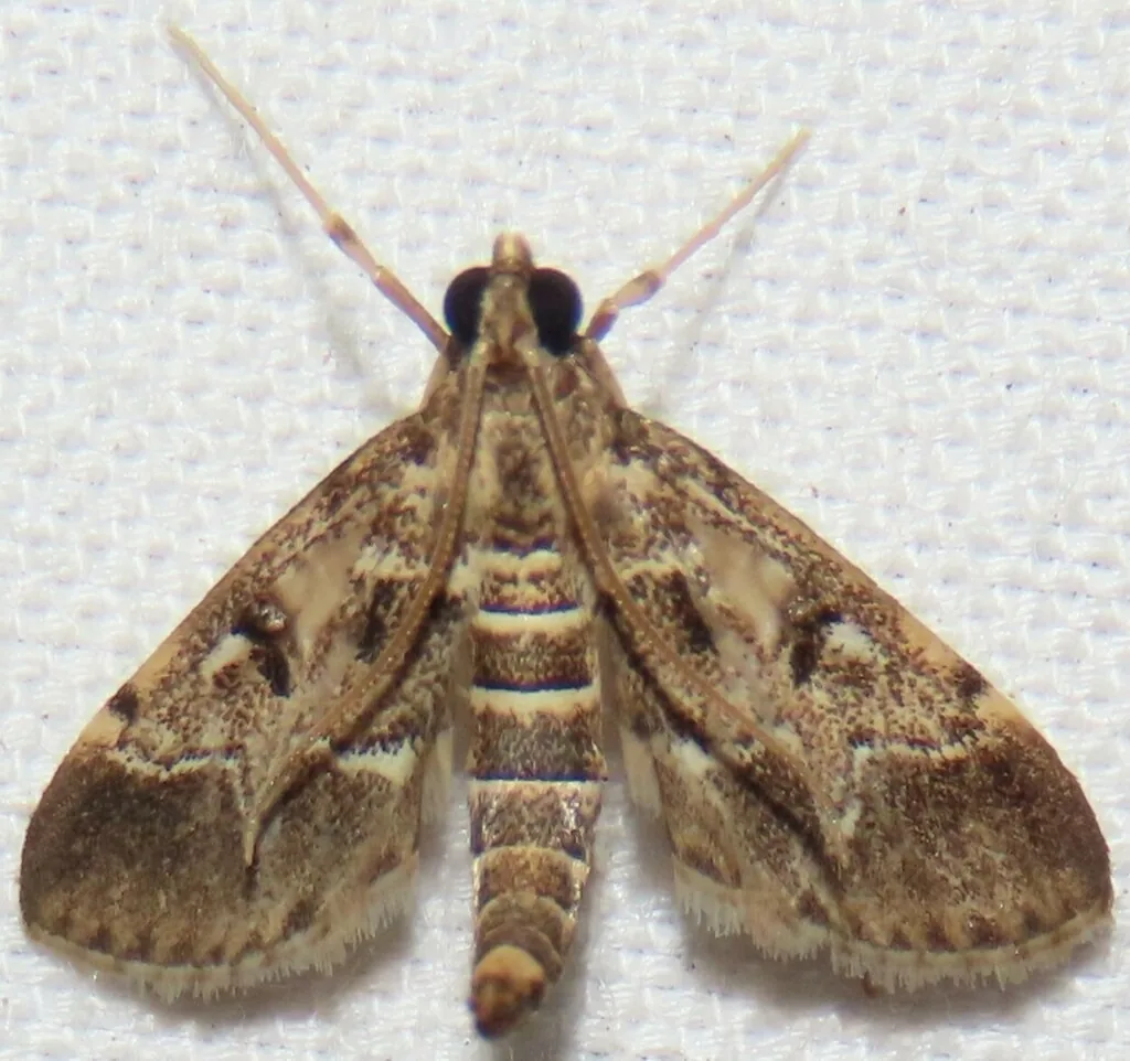 European pepper moth, a brown and white moth with banded abdomen curled upward, on a white surface