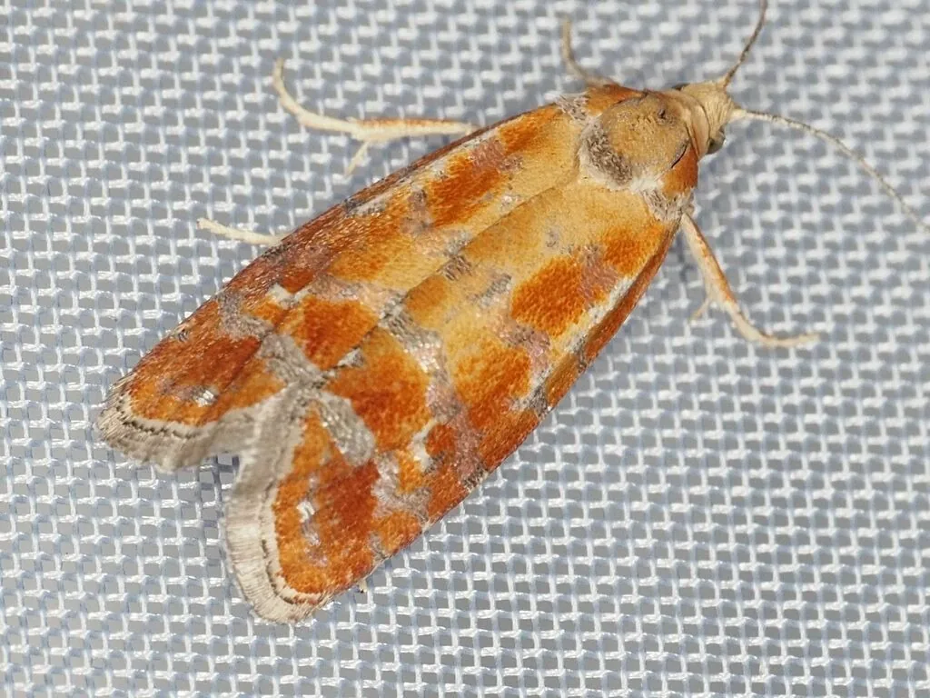European pine shoot moth with orange-red forewings crossed by wavy silver bands