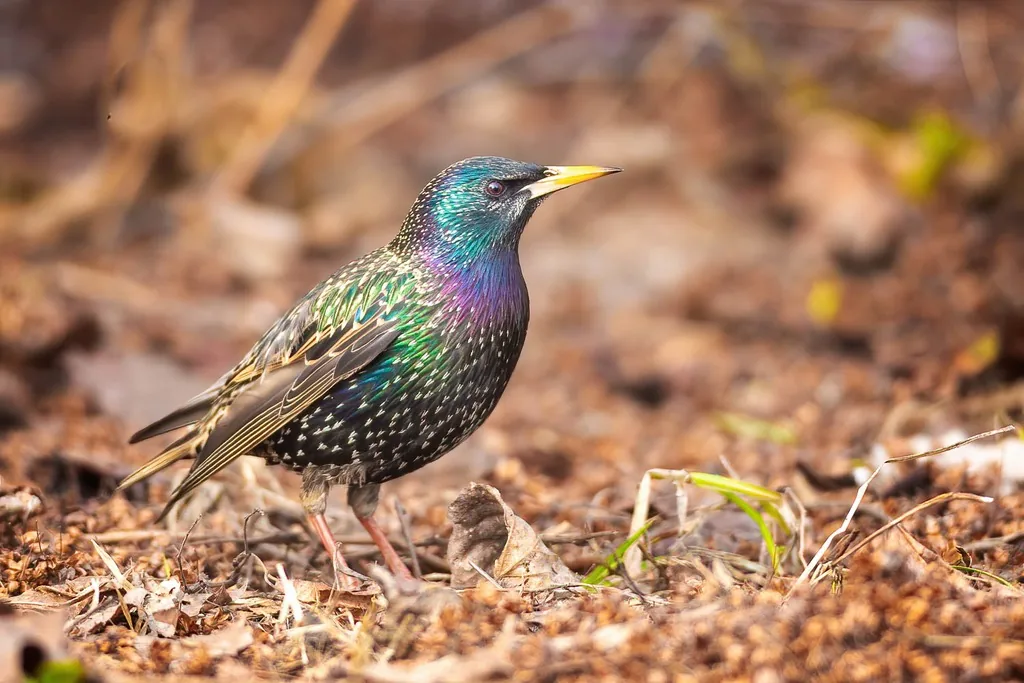 European starling in breeding plumage with glossy purple-green iridescent feathers, pale spots and a yellow bill, standing on leaf litter