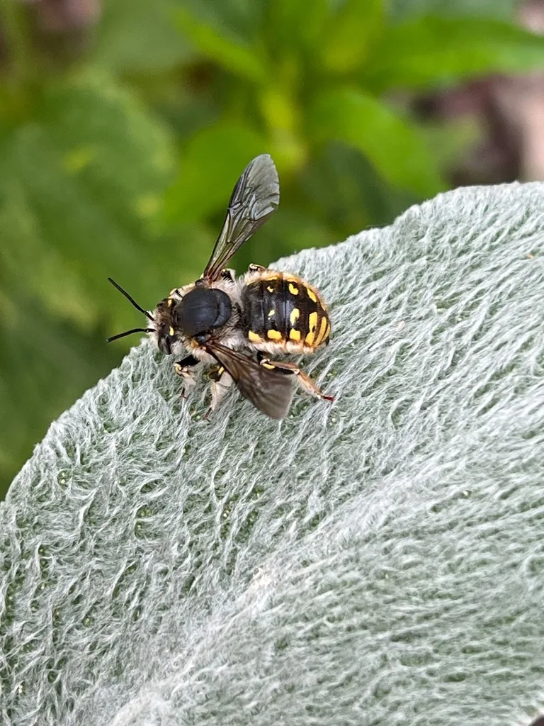 European wool carder bee with yellow and black abdomen on a fuzzy lamb's ear leaf