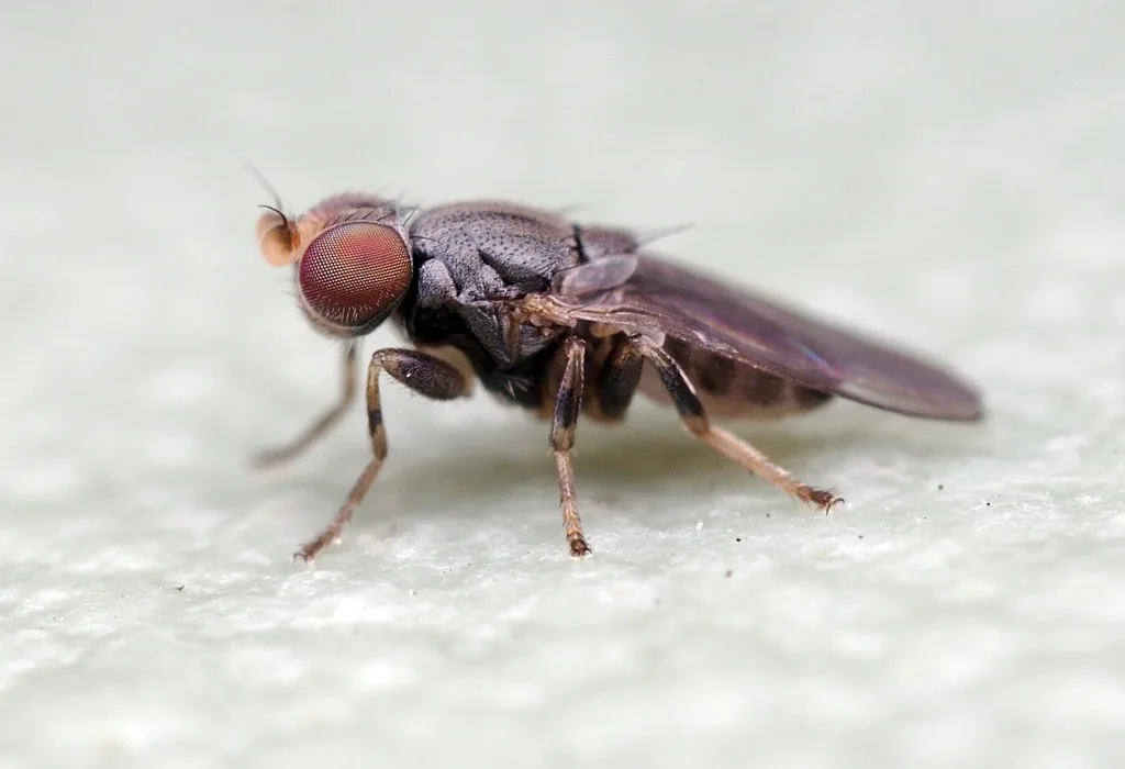 Eye gnat, a tiny dark gray fly with red eyes and orange-brown legs, on a white surface
