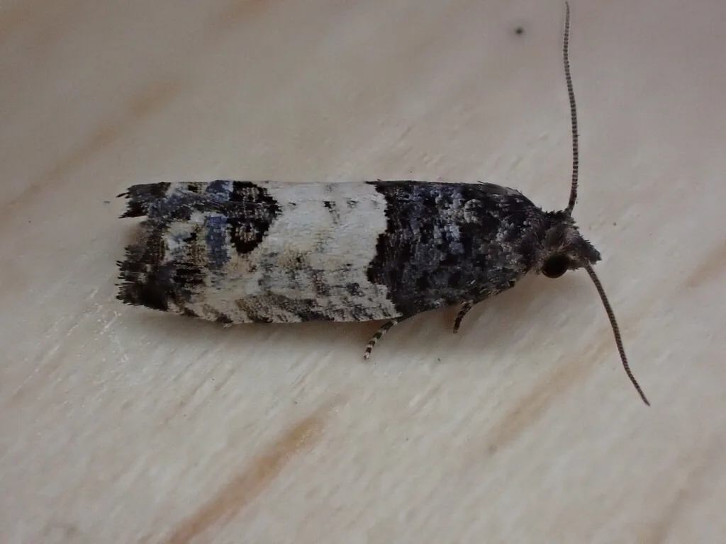 Eyespotted bud moth, a grayish moth with a wide light band across each forewing