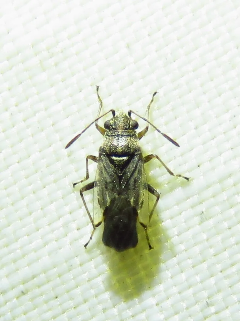 Adult false chinch bug, a slender grayish-brown bug with clear overlapping wing tips, seen from above on white fabric