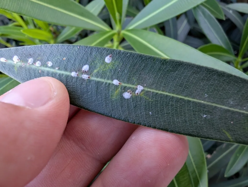 Rows of white false oleander scale covers along the midrib of an oleander leaf