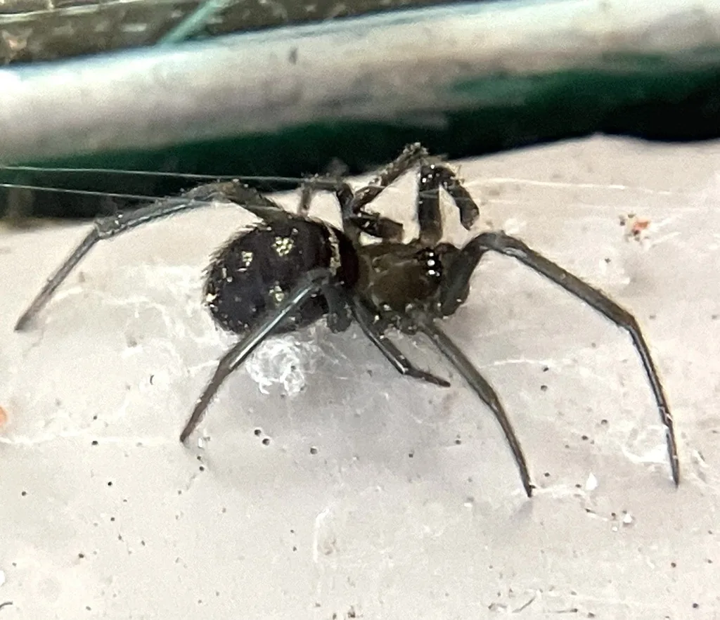 False black widow spider, a dark, glossy purplish-black spider with a round abdomen and small pale spots, in its cobweb