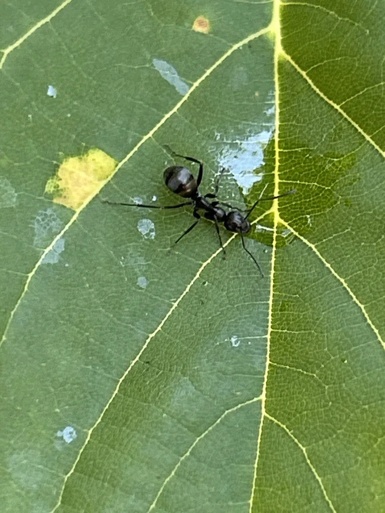 Silky field ant worker, a slender shiny black ant with long legs, walking on a green leaf