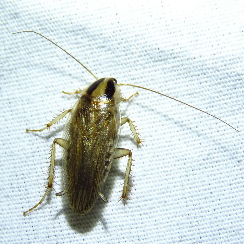 Adult field cockroach, olive-brown with two dark stripes behind the head and a dark face, on a white surface