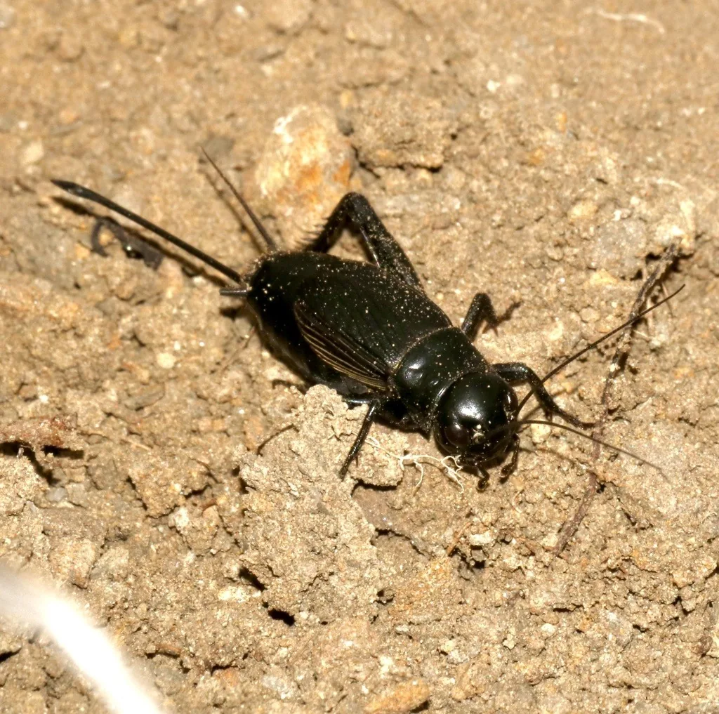 Black field cricket with long antennae and thick jumping hind legs, on bare sandy soil