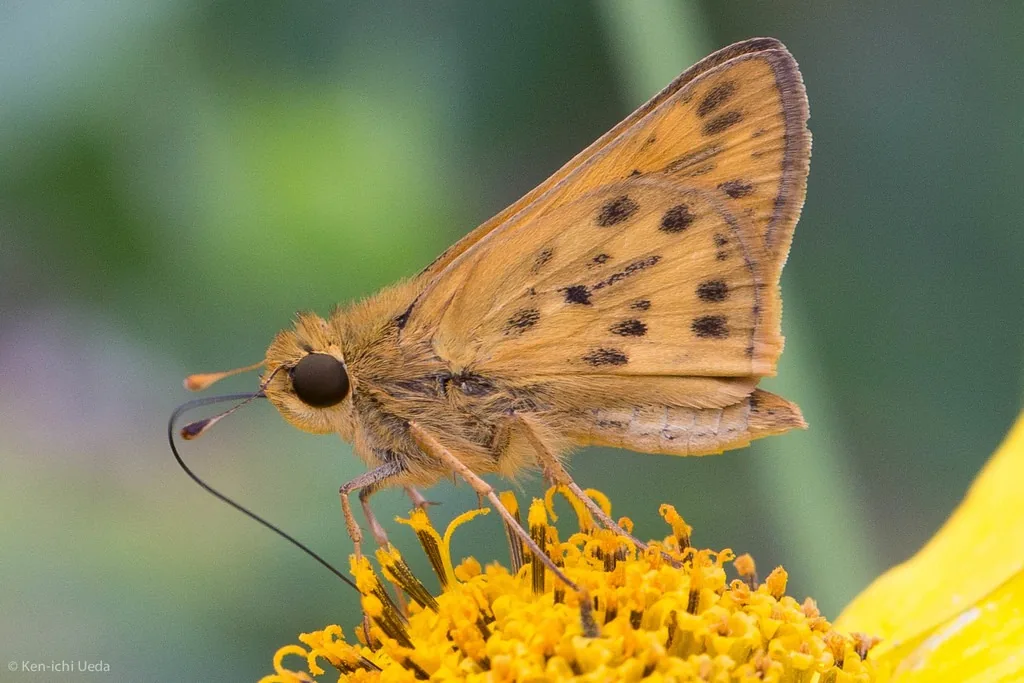 Orange fiery skipper with small dark spots feeding on a yellow flower
