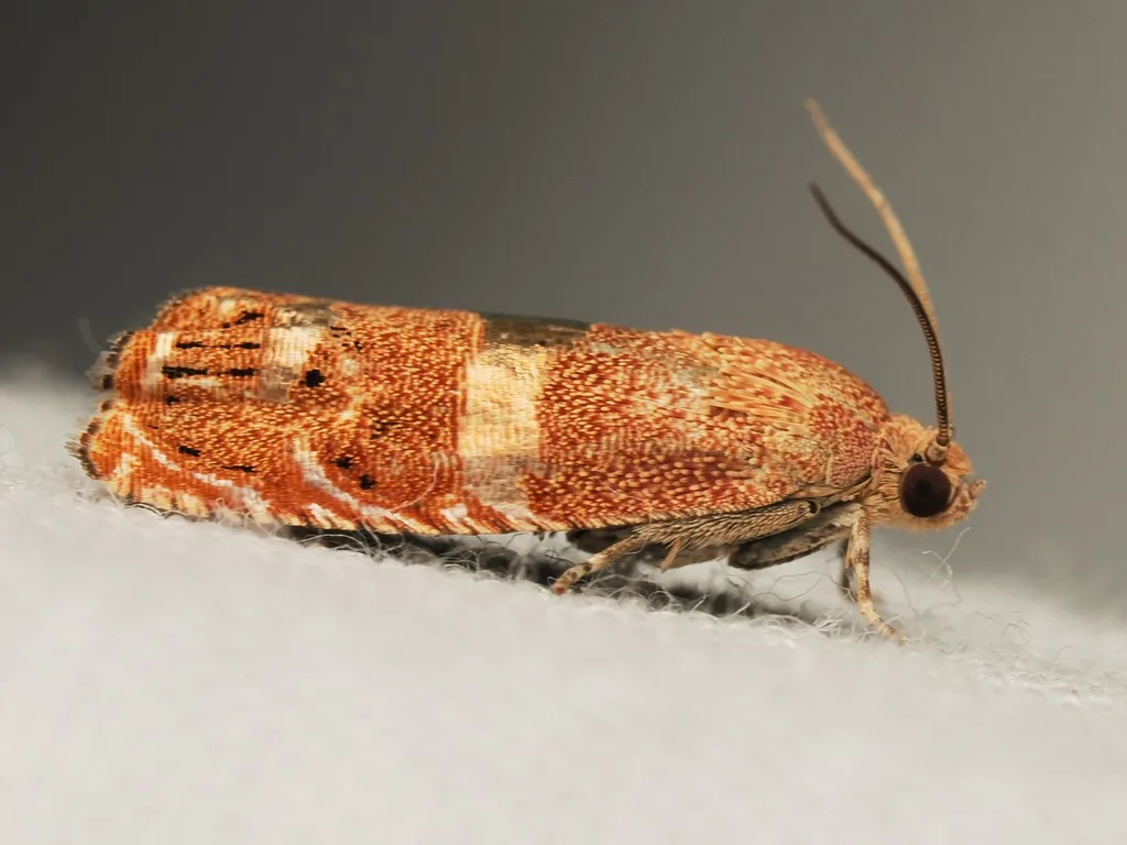 Filbertworm moth, reddish with bands of golden scales across the forewings