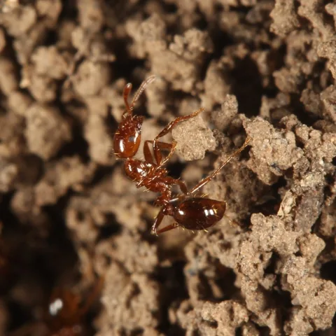 Red imported fire ant worker on soil