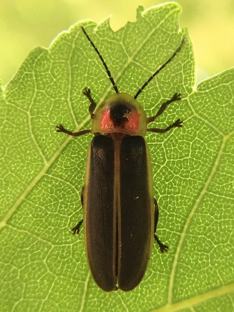 Firefly with a red and yellow shield behind the head resting on a leaf