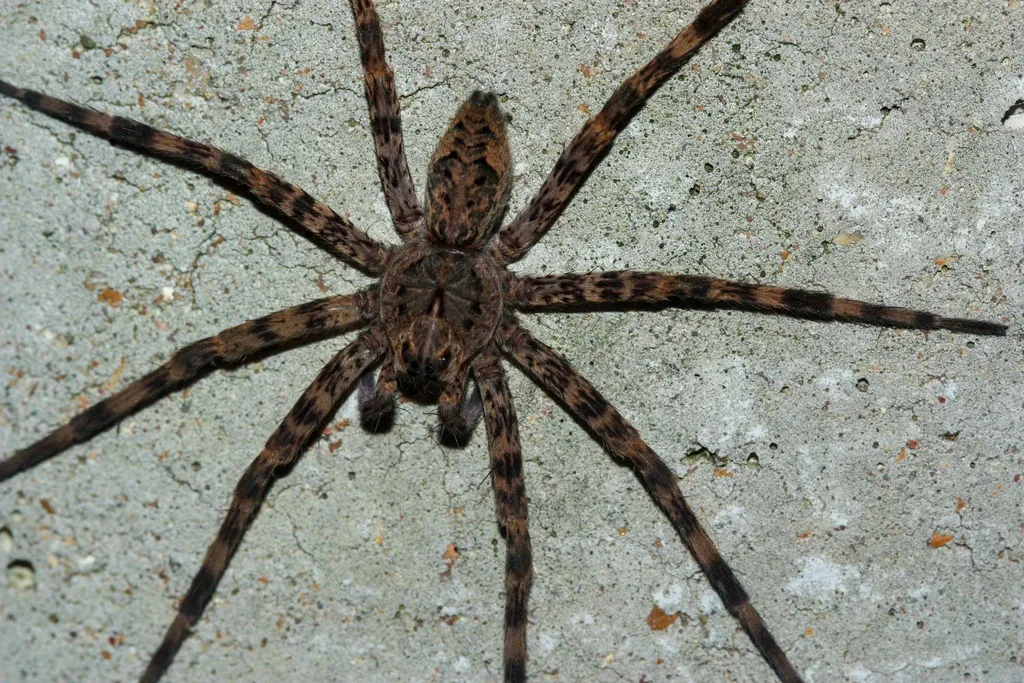 Dark fishing spider seen from above on a concrete surface, a large hairy gray-brown spider with dark chevron marks on the abdomen and long banded legs