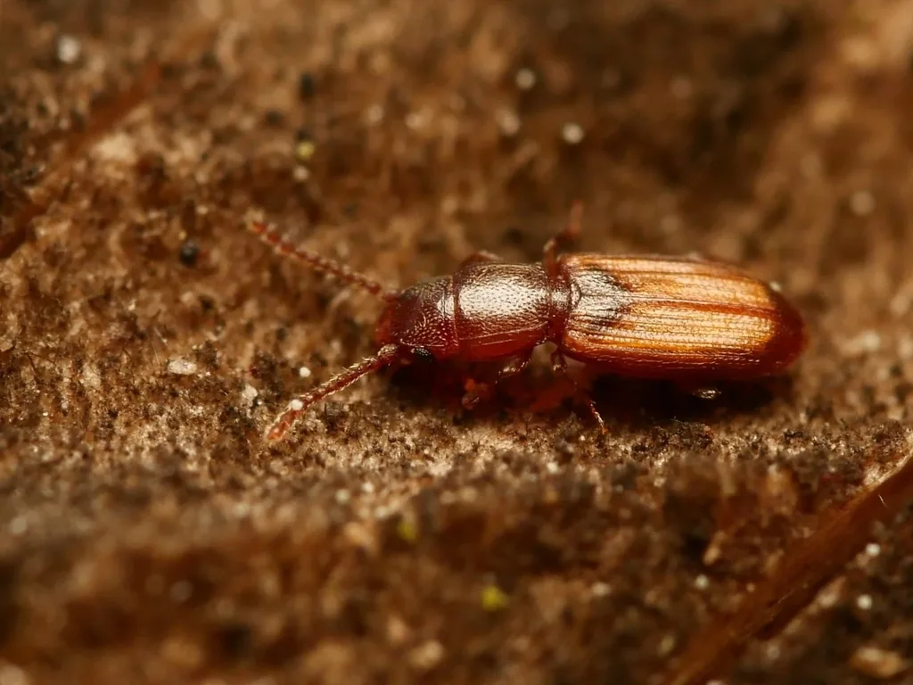 A flat, shiny reddish-brown Cryptolestes beetle with long, slender antennae
