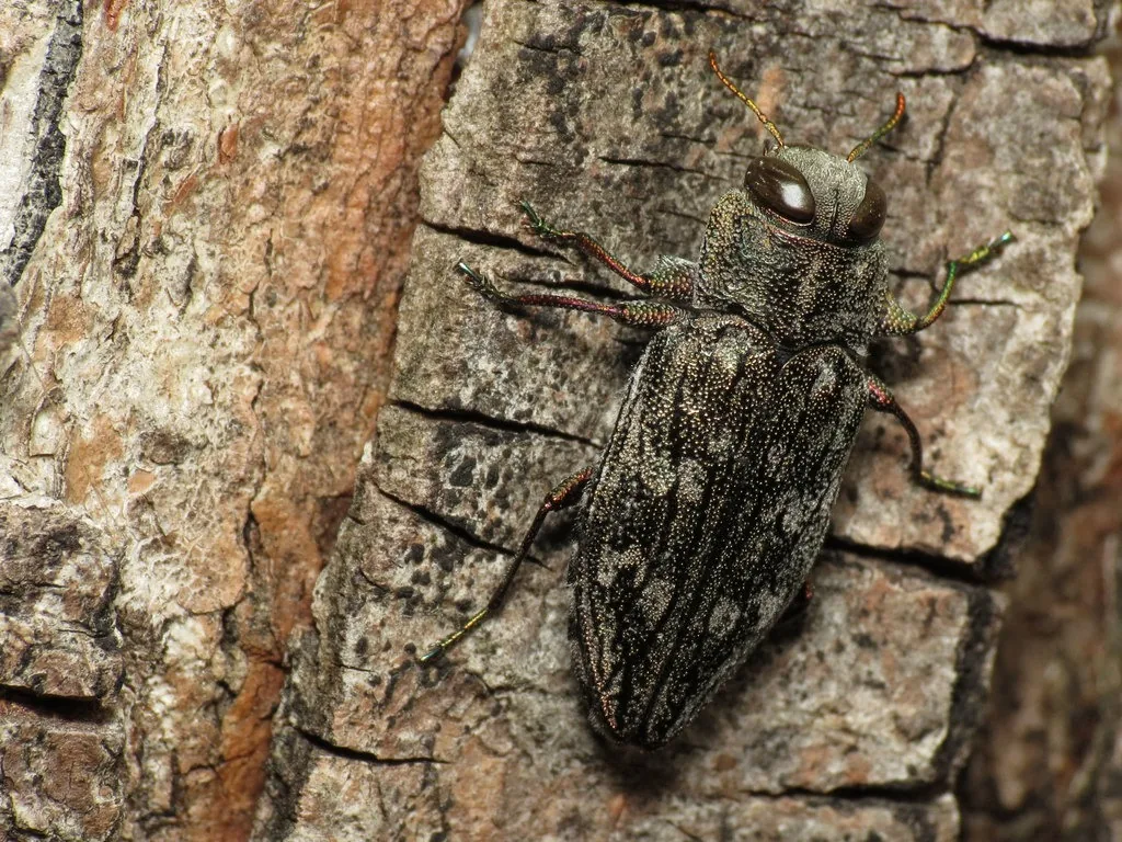 Flatheaded appletree borer, a flattened, mottled gray-bronze metallic beetle on tree bark