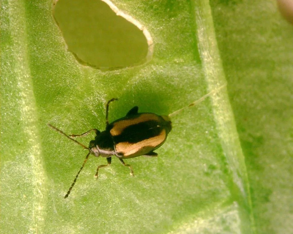 Striped flea beetle, a tiny shiny black beetle with a wavy yellow stripe on each wing cover, on a green leaf beside a chewed hole