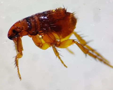 Adult cat flea under magnification, showing the narrow, side-flattened body