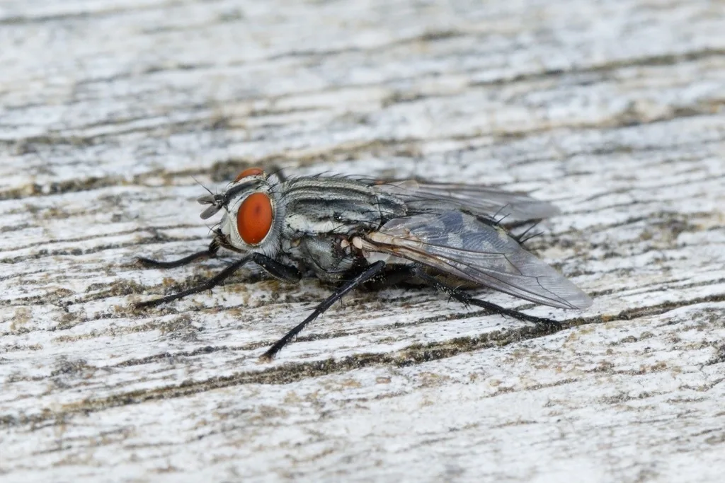 Flesh fly resting on weathered wood, a gray fly with red eyes, black stripes down the thorax and a checkered gray and black abdomen