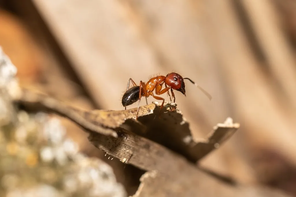 Florida carpenter ant worker with a rusty-orange head and thorax and a black abdomen, standing on a dry leaf