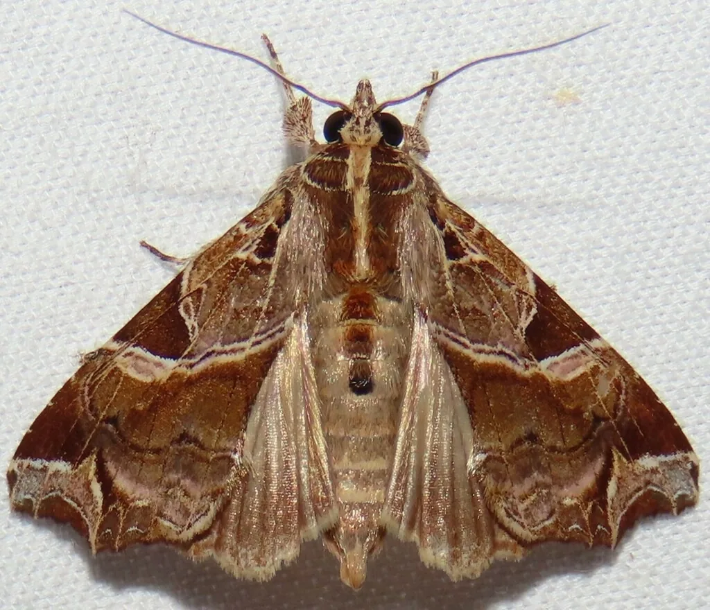 Florida fern moth with brown variegated wings spread