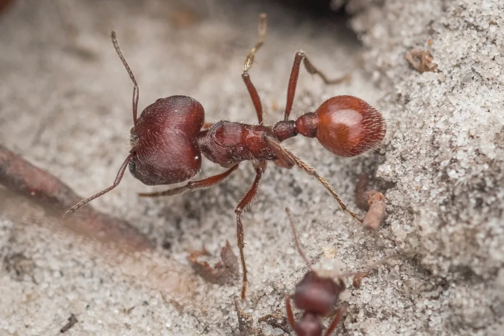 Florida harvester ant, a large rust-red ant, on sandy ground
