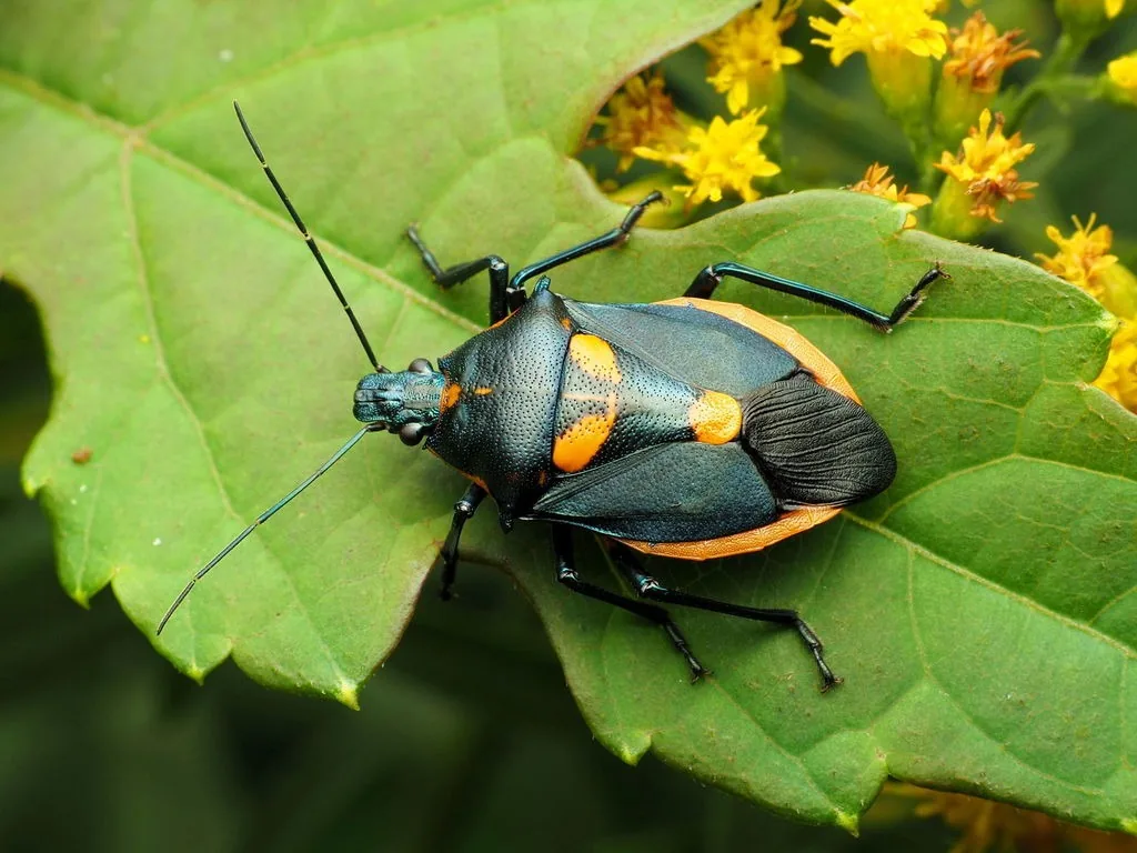 Florida predatory stink bug, a shiny blue-black stink bug with orange markings, on a leaf
