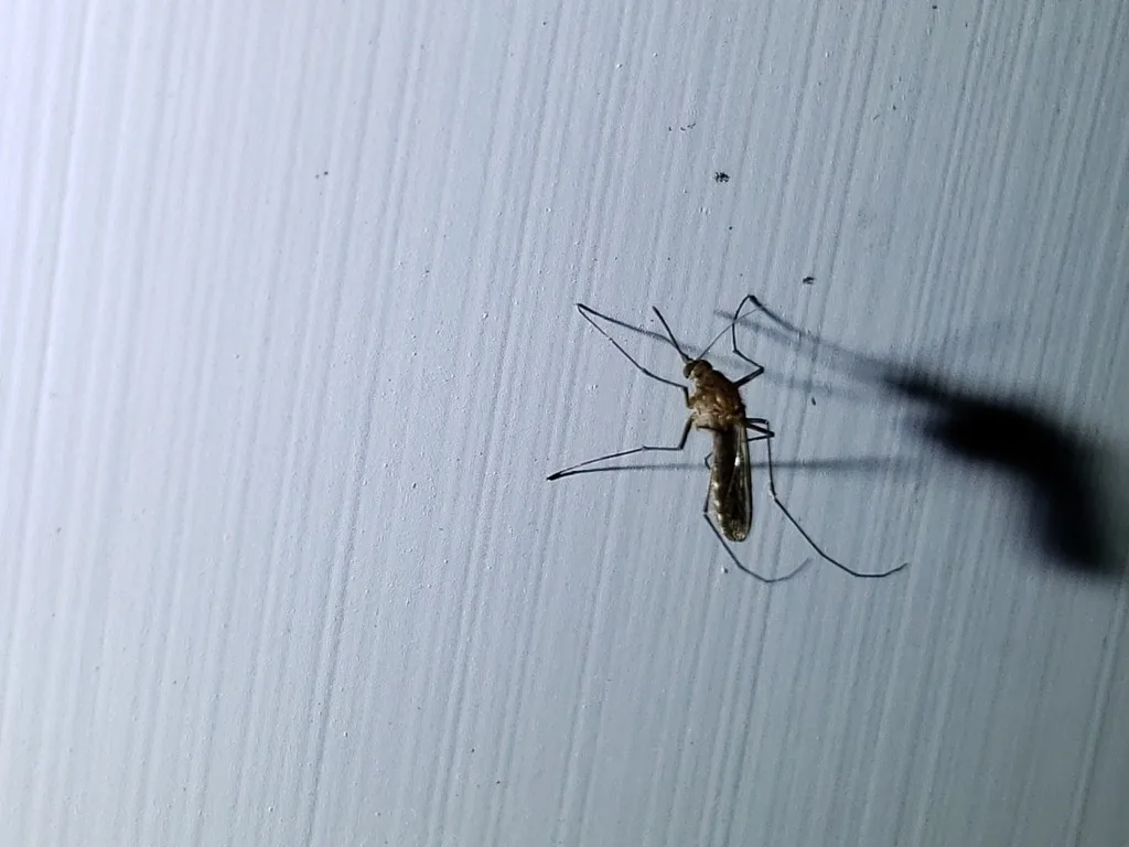 Florida SLE mosquito, a dark brown mosquito with no obvious markings, resting on a pale wall