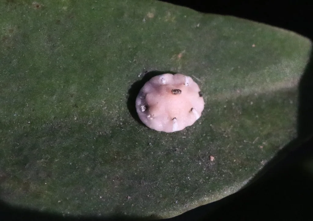 Florida wax scale, a small rounded pinkish-white waxy scale on a dark green leaf