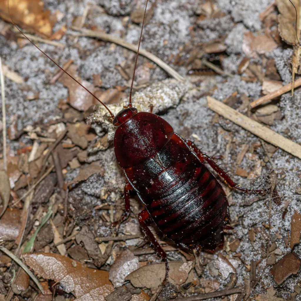 Adult Florida woods cockroach, glossy reddish brown with short wing pads, on sandy ground among leaf litter