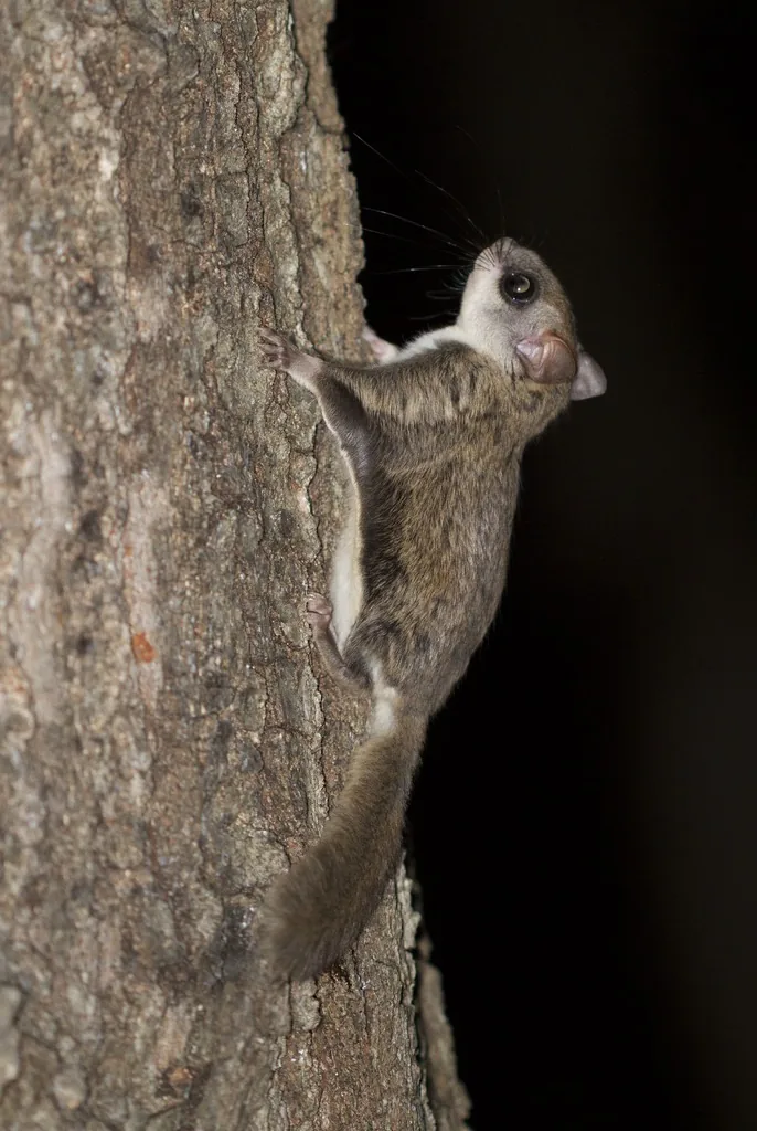 Southern flying squirrel clinging head-up to a tree trunk at night, showing its gray-brown back, white belly, large dark eyes and flat tail