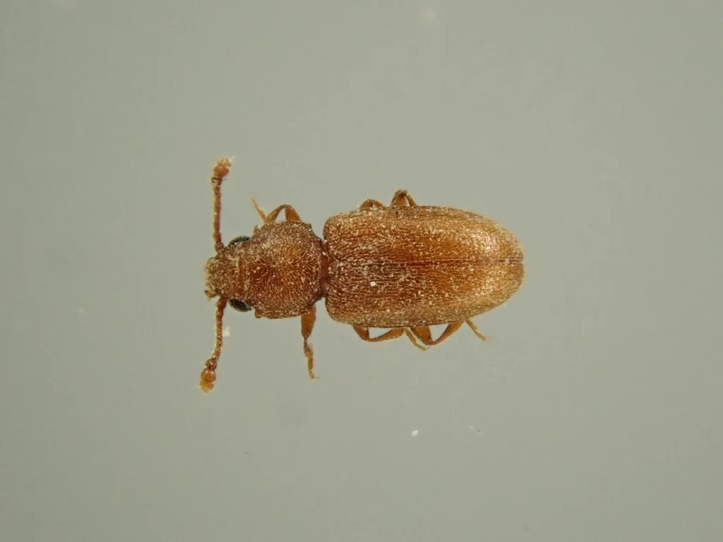 Adult foreign grain beetle seen from above on a gray background: a tiny, flattened, golden-brown beetle with fine hairs and a small knob at each front corner of the thorax