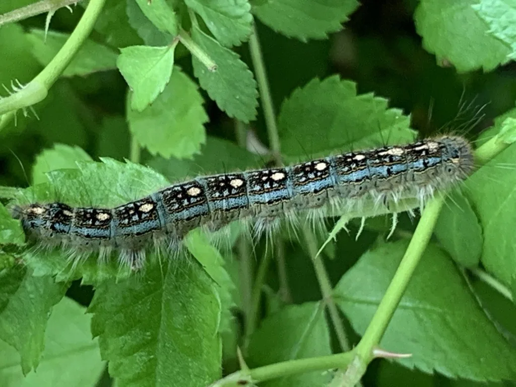 Forest tent caterpillar, a hairy blue and black caterpillar with a row of white keyhole-shaped spots down its back, on green leaves