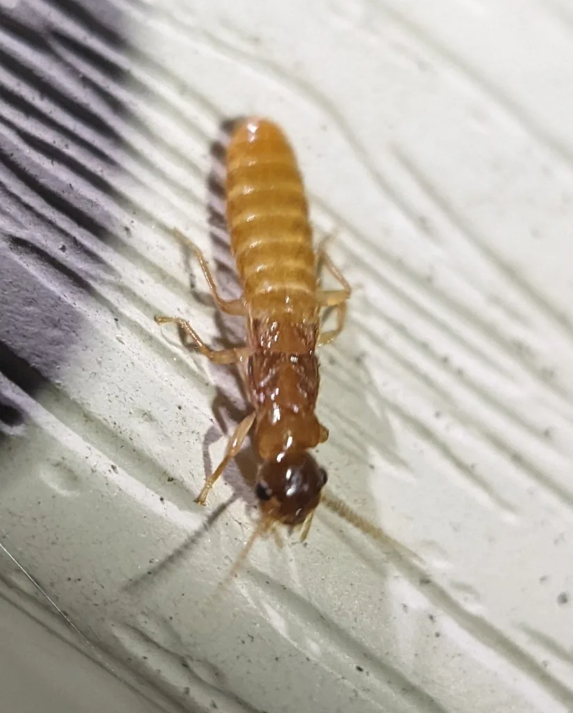 Formosan subterranean termite reproductive with wings shed, yellowish-brown body