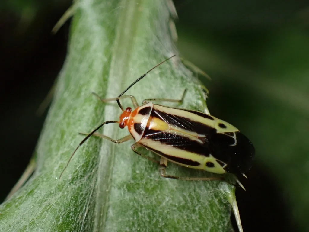 Fourlined plant bug adult, greenish yellow with four black stripes down its wings and an orange head, on a leaf
