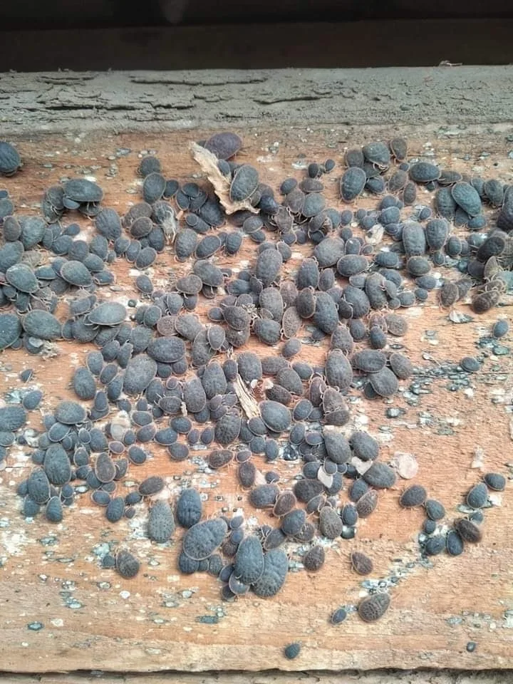 A cluster of fowl ticks, flat blue-gray soft ticks, on a wooden board