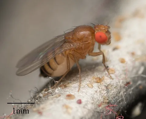 Adult fruit fly (Drosophila melanogaster) with red eyes, with a 1 mm scale bar