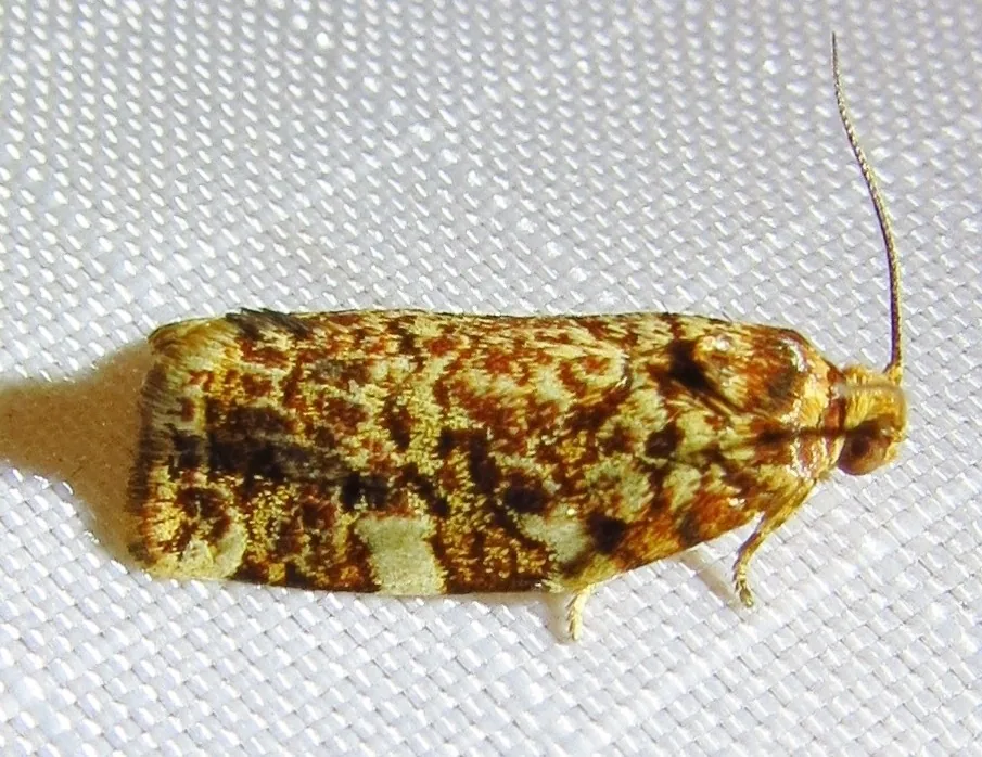 Adult fruittree leafroller moth at rest, with rusty brown wings mottled with gold and pale patches